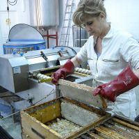 Extraction du miel - Le nectar des Alpilles