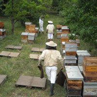 Récolte et transhumance - Le nectar des Alpilles