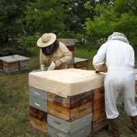 Récolte et transhumance - Le nectar des Alpilles