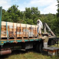 Récolte et transhumance - Le nectar des Alpilles