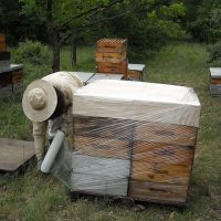 Récolte et transhumance - Le nectar des Alpilles