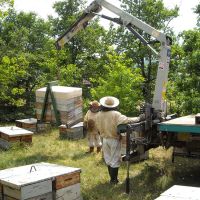 Récolte et transhumance - Le nectar des Alpilles