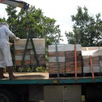 Récolte et transhumance - Le nectar des Alpilles