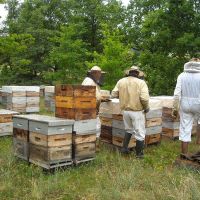 Récolte et transhumance - Le nectar des Alpilles