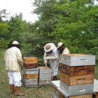 Récolte et transhumance - Le nectar des Alpilles