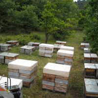 Récolte et transhumance - Le nectar des Alpilles