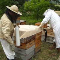 Récolte et transhumance - Le nectar des Alpilles