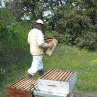 Récolte et transhumance - Le nectar des Alpilles