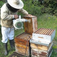 Récolte et transhumance - Le nectar des Alpilles