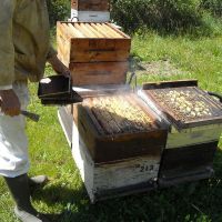 Récolte et transhumance - Le nectar des Alpilles