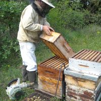 Récolte et transhumance - Le nectar des Alpilles