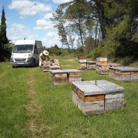 Récolte et transhumance - Le nectar des Alpilles