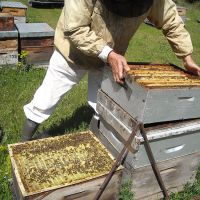 Récolte et transhumance - Le nectar des Alpilles