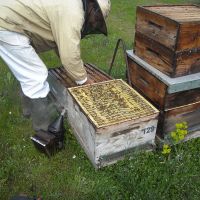 Récolte et transhumance - Le nectar des Alpilles