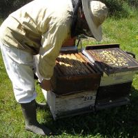 Récolte et transhumance - Le nectar des Alpilles