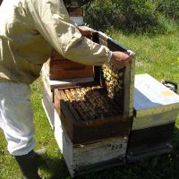 Récolte et transhumance - Le nectar des Alpilles