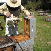 Récolte et transhumance - Le nectar des Alpilles