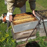 Récolte et transhumance - Le nectar des Alpilles