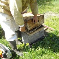 Récolte et transhumance - Le nectar des Alpilles