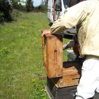 Récolte et transhumance - Le nectar des Alpilles