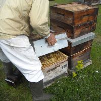 Récolte et transhumance - Le nectar des Alpilles