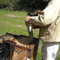 Récolte et transhumance - Le nectar des Alpilles