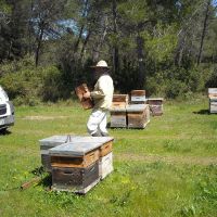 Récolte et transhumance - Le nectar des Alpilles