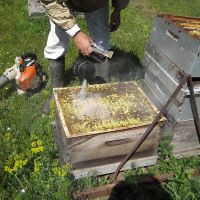 Récolte et transhumance - Le nectar des Alpilles