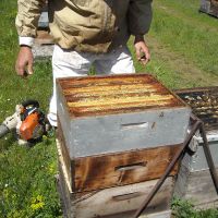 Récolte et transhumance - Le nectar des Alpilles