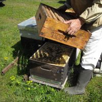 Récolte et transhumance - Le nectar des Alpilles