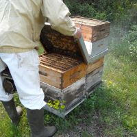 Récolte et transhumance - Le nectar des Alpilles