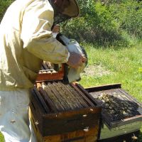 Récolte et transhumance - Le nectar des Alpilles