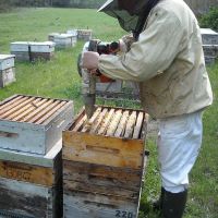 Récolte et transhumance - Le nectar des Alpilles