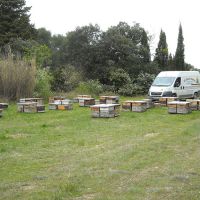 Nos ruches - Le nectar des Alpilles