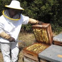 Nos ruches - Le nectar des Alpilles