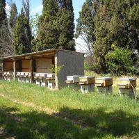 Nos ruches - Le nectar des Alpilles