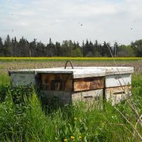 Nos ruches - Le nectar des Alpilles